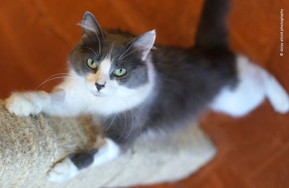 Adopt a friend: Jenae